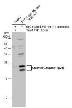 Caspase-1 Antibody - (cleaved), Novus Biologicals 100 &mu;g | Buy Online | Novus Biologicals | Fisher Scientific