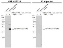 Caspase-1 Antibody - (cleaved), Novus Biologicals 100 &mu;g | Buy Online | Novus Biologicals | Fisher Scientific