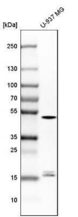 Caspase-1 Antibody, Novus Biologicals:Antibodies:Primary Antibodies