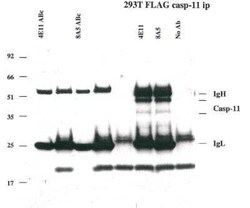 Caspase-11 Antibody (8A5) - BSA Free, Novus Biologicals 100 ug; Unconjugated:Antibodies,