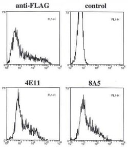 Caspase-11 Antibody (8A5) - BSA Free, Novus Biologicals 100 ug; Unconjugated:Antibodies,