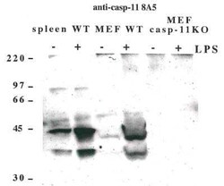 Caspase-11 Antibody (8A5) - BSA Free, Novus Biologicals 100 ug; Unconjugated:Antibodies,