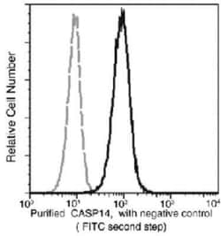 Caspase-14 Antibody (05), Novus Biologicals:Antibodies:Primary Antibodies