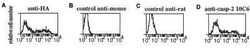 Caspase-2 Antibody (10C6) - BSA Free, Novus Biologicals 100 ug; Unconjugated:Antibodies,