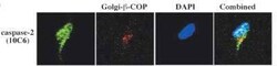 Caspase-2 Antibody (10C6) - BSA Free, Novus Biologicals 100 ug; Unconjugated:Antibodies,