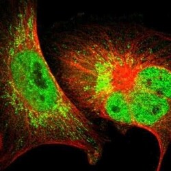 Caspase-3 Antibody, Novus Biologicals 25 &mu;L | Buy Online | Novus Biologicals | Fisher Scientific