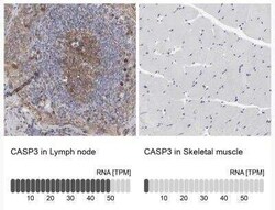 Caspase-3 Antibody, Novus Biologicals 25 &mu;L | Buy Online | Novus Biologicals | Fisher Scientific