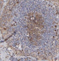 Caspase-3 Antibody, Novus Biologicals 25 &mu;L | Buy Online | Novus Biologicals | Fisher Scientific