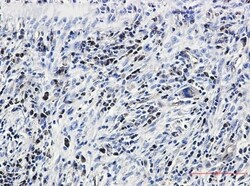 Caspase-3 Antibody (S02-7C2), Novus Biologicals:Antibodies:Primary Antibodies