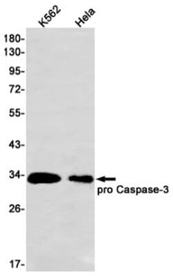 Caspase-3 Antibody (S02-7C2), Novus Biologicals:Antibodies:Primary Antibodies