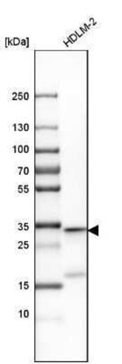 Caspase-3 Antibody, Novus Biologicals 25 &mu;L | Buy Online | Novus Biologicals | Fisher Scientific