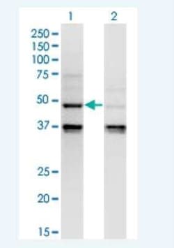 Caspase-4 Antibody (7G7), Novus Biologicals 100 &mu;g | Buy Online | Novus Biologicals | Fisher Scientific