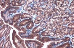 Caspase-4 Antibody, Novus Biologicals 100 &mu;g | Buy Online | Novus Biologicals | Fisher Scientific