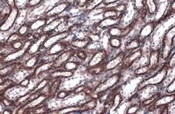 Caspase-4 Antibody, Novus Biologicals 100 &mu;g | Buy Online | Novus Biologicals | Fisher Scientific