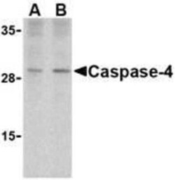 Caspase-4 Antibody - BSA Free, Novus Biologicals 0.1 mg | Buy Online | Novus Biologicals | Fisher Scientific
