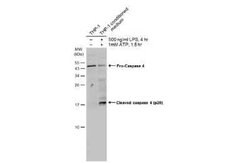 Caspase-4 Antibody, Novus Biologicals 100 &mu;g | Buy Online | Novus Biologicals | Fisher Scientific