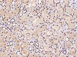 Caspase 5 Antibody, Novus Biologicals:Antibodies:Primary Antibodies