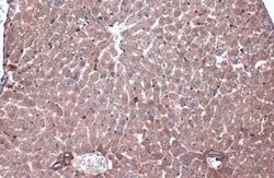 Caspase-6 Antibody - (cleaved), Novus Biologicals 100 &mu;g; Unconjugated:Antibodies,
