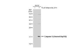 Caspase-6 Antibody - (cleaved), Novus Biologicals 100 &mu;g; Unconjugated:Antibodies,