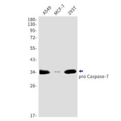 Caspase-7 Rabbit anti-Human, Clone: S03-0F2, Novus Biologicals:Antibodies:Primary