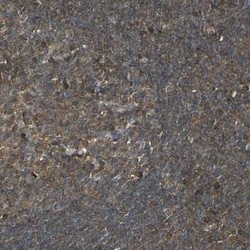 Caspase-8 Antibody, Novus Biologicals 0.1 mL; Unconjugated:Antibodies,