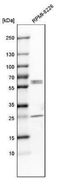 Caspase-8 Antibody, Novus Biologicals 0.1 mL; Unconjugated:Antibodies,