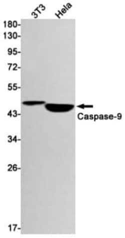 Caspase-9 Antibody (S09-4C4), Novus Biologicals 100 &mu;g; Unconjugated:Antibodies,
