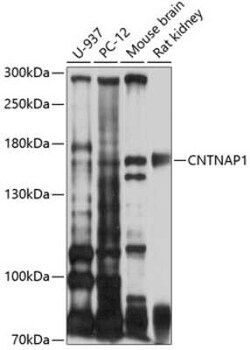 Caspr1 Antibody - BSA Free, Novus Biologicals 0.1 mL, Unconjugated:Antibodies,