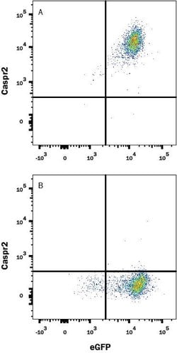 Human Caspr2 Antibody, R D Systems 25 ug; Unconjugated:Antibodies, Monoclonal