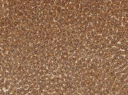 Cathepsin B Rabbit anti-Mouse, Clone: 10, Novus Biologicals 50 &mu;g; Unconjugated:Antibodies,