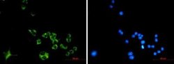 Cathepsin B Rabbit anti-Mouse, Rat, Clone: S08-7H4, Novus Biologicals:Antibodies:Primary