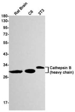 Cathepsin B Rabbit anti-Mouse, Rat, Clone: S08-7H4, Novus Biologicals:Antibodies:Primary