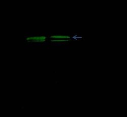 Cathepsin D Rabbit anti-Mouse, Clone: 102, Novus Biologicals:Antibodies:Primary
