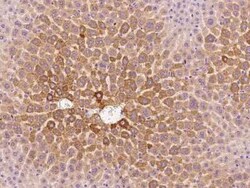 Cathepsin E Antibody, Novus Biologicals:Antibodies:Primary Antibodies