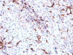 Cathepsin K Antibody (CTSK/2791) - Azide and BSA Free, Novus Biologicals