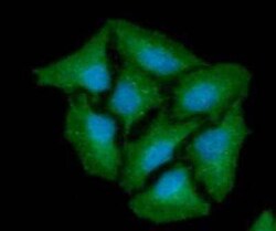 Cathepsin X/Z/P Antibody (6G11) - BSA Free, Novus Biologicals:Antibodies:Primary