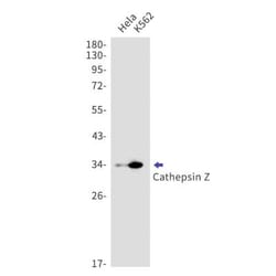 Cathepsin Z Antibody (S09-9J9), Novus Biologicals 100 &mu;g; Unconjugated:Antibodies,