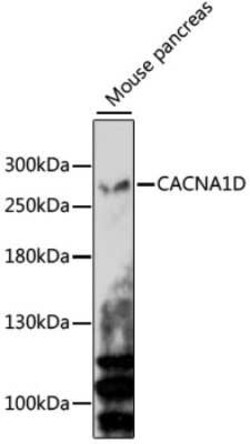 Cav1.3 Antibody - Azide and BSA Free, Novus Biologicals 0.1 mL, Unconjugated:Antibodies,