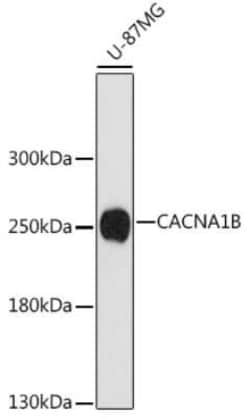 Cav2.2 Antibody - Azide and BSA Free, Novus Biologicals:Antibodies:Primary