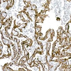 Caveolin-1 Rabbit anti-Human, Mouse, Rat, Clone: 9I9J8, Novus Biologicals 100 &mu;g | Buy Online | Bio-Techne | Fisher Scientific