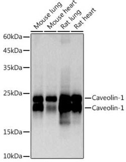 Caveolin-1 Rabbit anti-Human, Mouse, Rat, Clone: 9I9J8, Novus Biologicals 100 &mu;g | Buy Online | Bio-Techne | Fisher Scientific