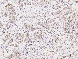 Caveolin-2 Antibody, Novus Biologicals:Antibodies:Primary Antibodies