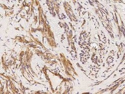 Caveolin-2 Antibody, Novus Biologicals:Antibodies:Primary Antibodies