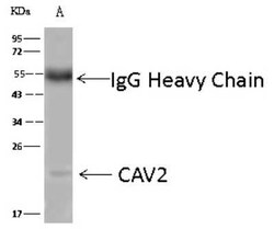 Caveolin-2 Antibody, Novus Biologicals:Antibodies:Primary Antibodies