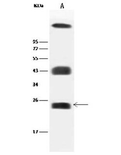Caveolin-2 Antibody, Novus Biologicals:Antibodies:Primary Antibodies