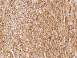 Caveolin-3 Antibody, Novus Biologicals 100 &mu;g, Unconjugated:Antibodies,