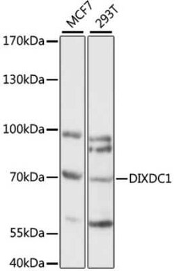Ccd1/DIXDC1 Antibody - Azide and BSA Free, Novus Biologicals:Antibodies:Primary