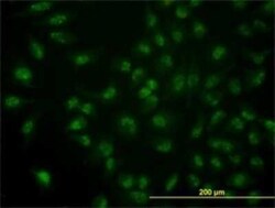 Cdc14A Antibody (1F11), Novus Biologicals 0.1 mg | Buy Online | Novus Biologicals | Fisher Scientific