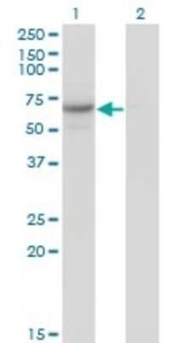 Cdc14A Antibody (1F11), Novus Biologicals 0.1 mg | Buy Online | Novus Biologicals | Fisher Scientific