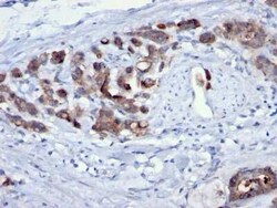 Cdc20 Antibody (AR12), Novus Biologicals:Antibodies:Primary Antibodies